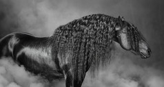 弗里斯兰语的黑马，长长的鬃毛，烟气中的肖像