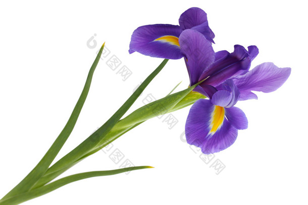 紫色鸢尾花、 白隔离