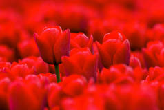 春季红色郁金香的 Fullframe 背景