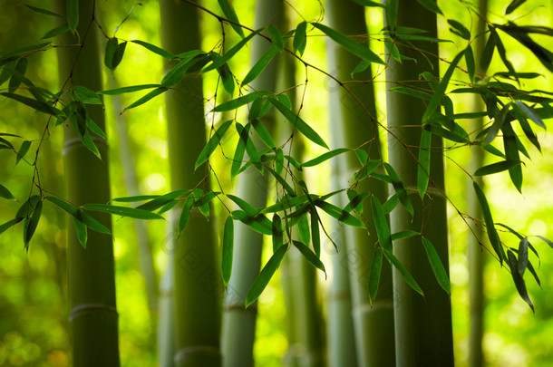 <strong>竹</strong>森林背景