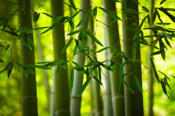 竹森林背景