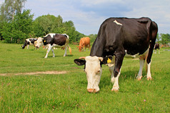 夏天牧场上的奶牛