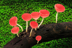 红色杯子蘑菇