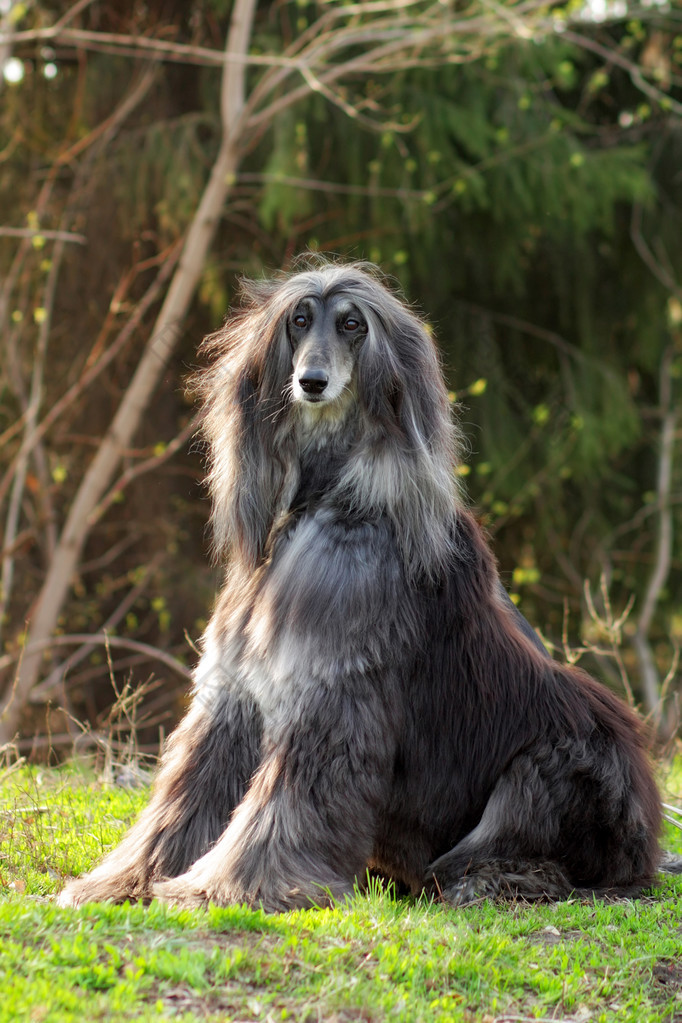 狗的阿富汗猎犬坐