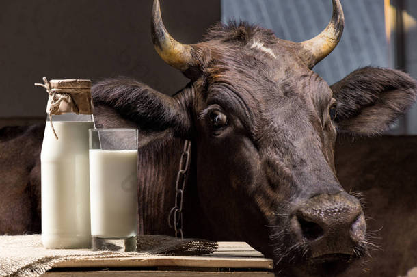 母牛，牛奶在玻璃