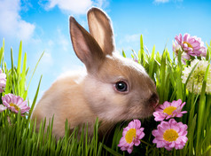 复活节宝贝兔绿草与春天的花朵