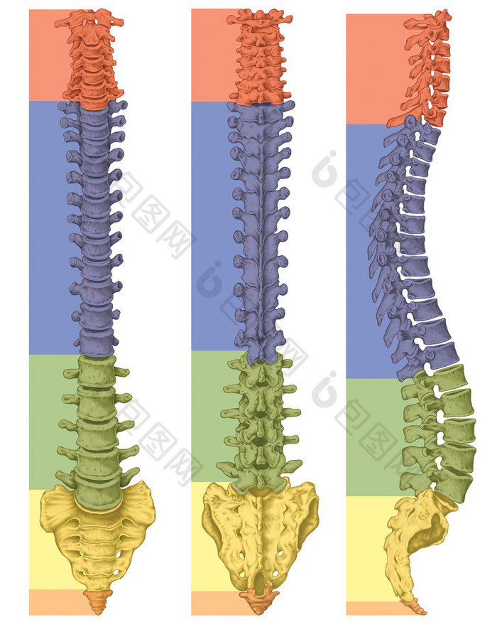 Anatomy of human bony system, human skeletal system, the skeleton, spine, columna vertebralis, verte