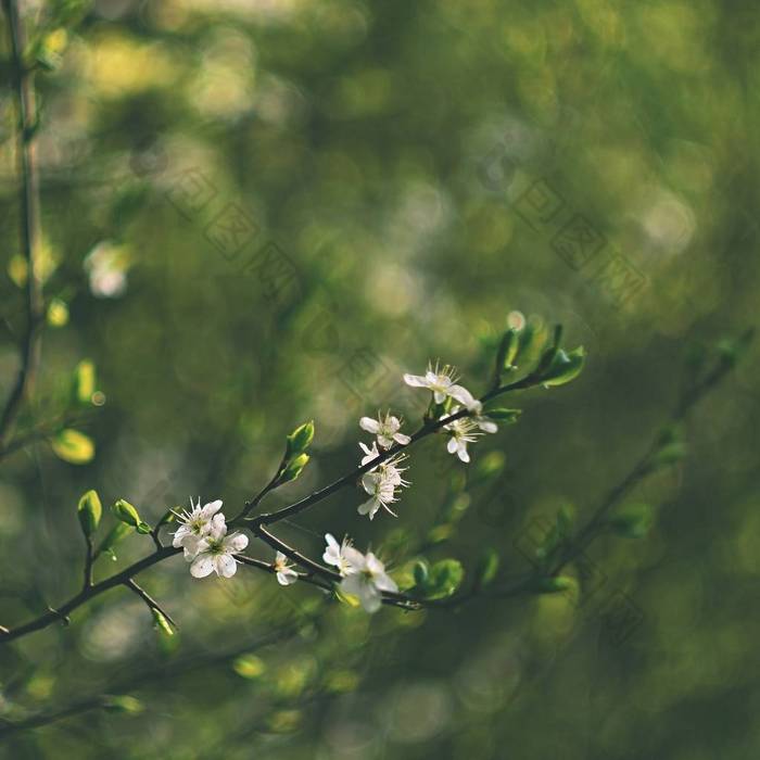 老照片镜头与美丽背景和指环王-散景。开花的树。自然背景。阳光灿烂的日子。春天的花朵。美丽的果园。抽象的模糊的背景。春天