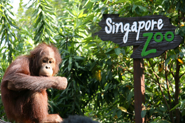 与新加坡动物园签署 orang utan