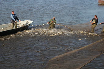 渔民拉装满了鱼的网中图片