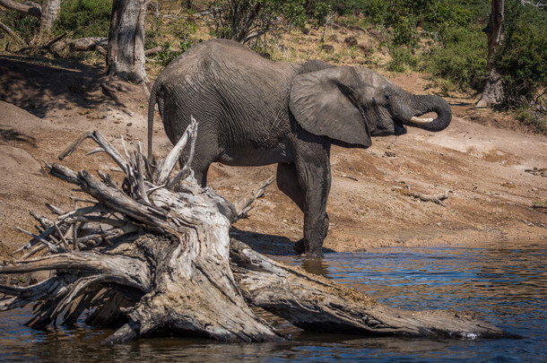 大象喝从身后死树河