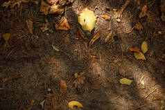 秋天公园里黄叶和干叶的头像 