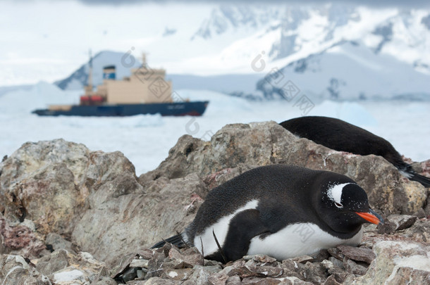 巴布亚企鹅坐在巢和破冰船在背景中
