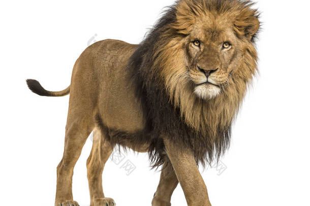 狮子走路的侧视图, 看着相机, 虎狮子座