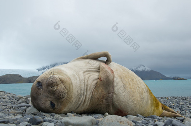 Young elephant seal lying on the beach