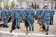在用警犬制服俄罗斯警察部队