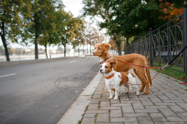 站在街上的两只小狗