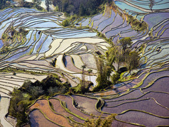 中国南方水的稻田风光