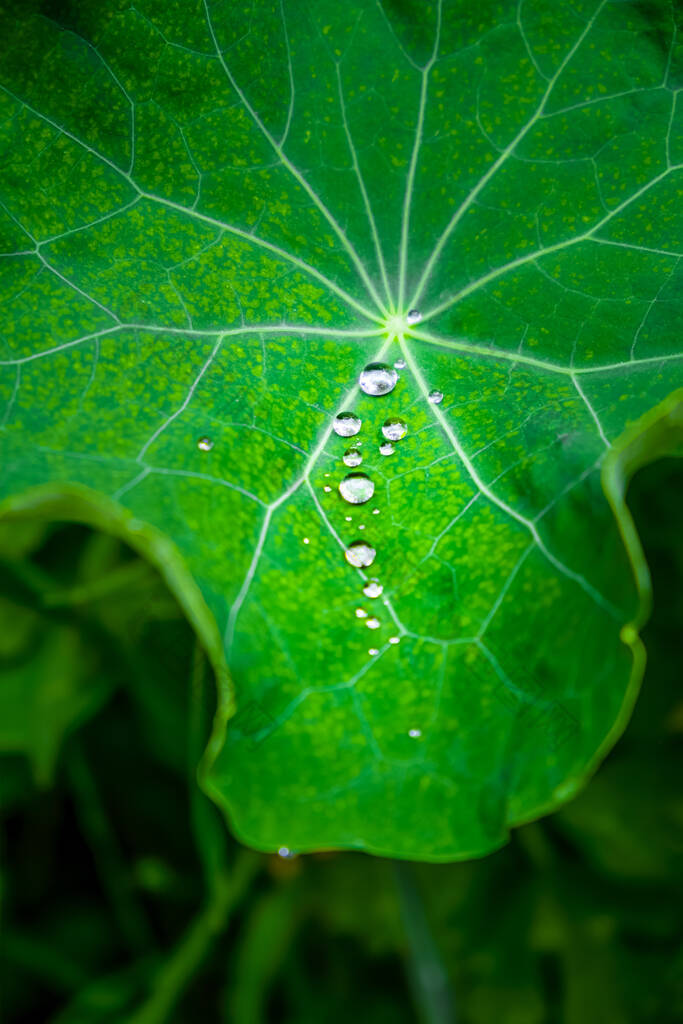 一排排的雨滴落在美丽的荷叶上