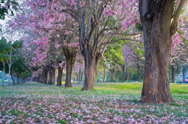 在春天公园盛开的樱花的美丽镜头