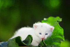 藏在绿色叶子里的小猫