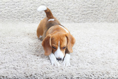 在地毯上趴着的小猎犬