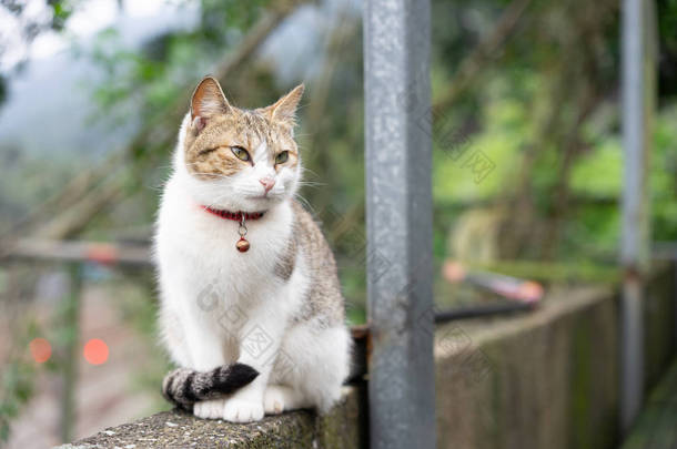 可爱的猫坐在房子前面