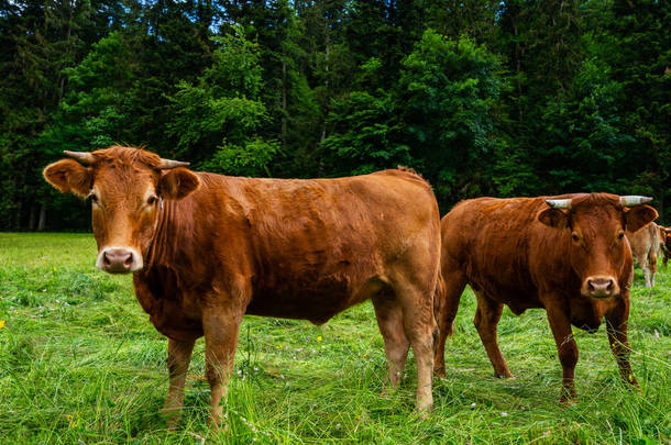 在乡村田野里的奶牛，享受着自己的生活。在牧场里放牧奶牛.夏天绿地里成群的奶牛.