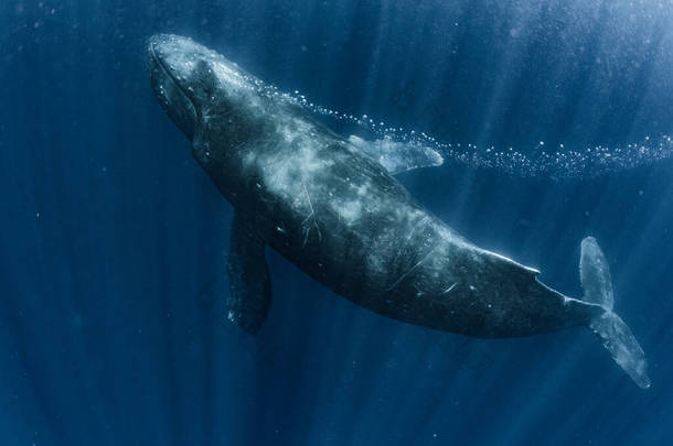 生活在冲绳的座头鲸