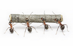 蚂蚁与的工作日志，团队合作的团队