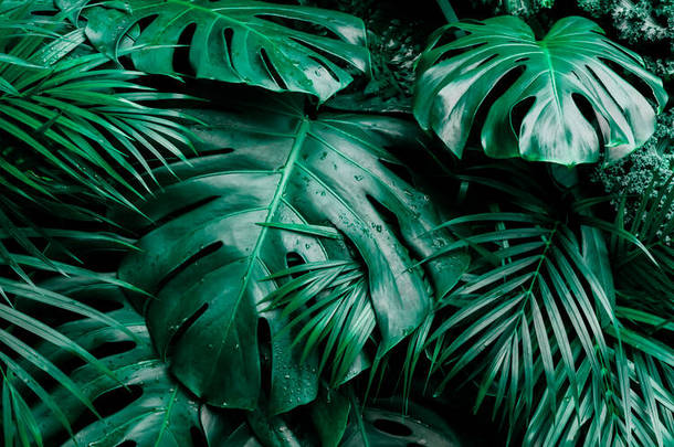 热带绿叶背景。棕榈和龙舌兰叶型，叶型<strong>淡淡</strong>的，<strong>淡淡</strong>的，深色的色调，植物丛生的概念背景，闭合的