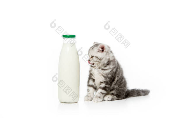 可爱的小猫看着瓶牛奶隔离在白色