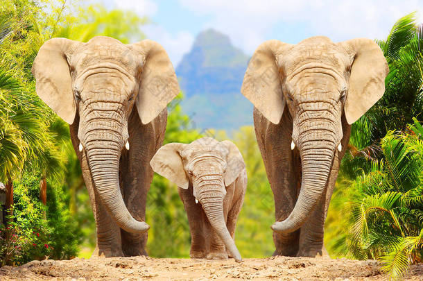 非洲丛林大象-<strong>保护区</strong>非洲家庭走在<strong>野生动物保护区</strong>的道路上。来自非洲的问候.