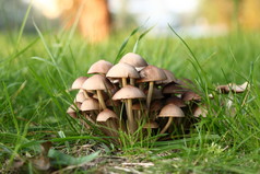 毒蘑菇在草丛中的组