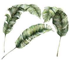 有香蕉枝条的水彩画夏季大集。手绘热带棕榈叶和分枝，白色背景隔离。用于设计、印刷或背景的植物图解.