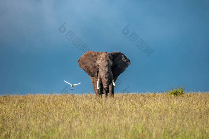 非洲大象, 非洲象属基利坎贝尔, 国家公园, 肯尼亚, 非洲, Proboscidea 秩序, Elephantidae 家庭