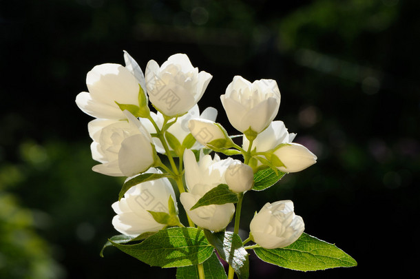 在<strong>绿色背景</strong>上的白色茉莉花