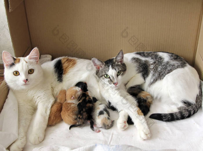 猫家庭与新的出生的小猫