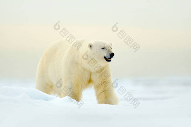 冰雪下的北极熊