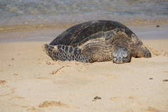 夏威夷绿海龟（honu），生活在考艾岛波普海滩的沙滩上