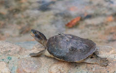 龟（Testudinidae，Testudinidae）是一种爬行动物，属于Testudinidae科。它们与其他海龟的区别特别大，因为它们生活在陆地上.