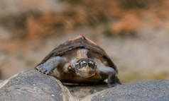 龟（Testudinidae，Testudinidae）是一种爬行动物，属于Testudinidae科。它们与其他海龟的区别特别大，因为它们生活在陆地上.