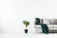 在米黄色沙发旁边的黑锅里，用翡翠绿色毛毯种植绿色植物