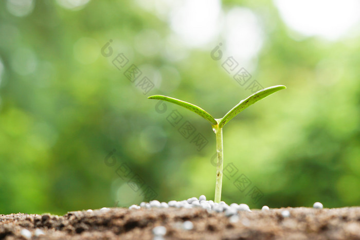 植物幼苗生长