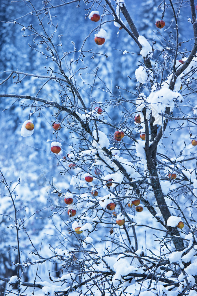 苹果在树和第一场雪