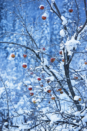 苹果在树和第一场雪图片