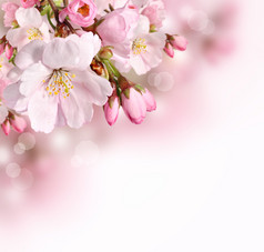 粉红春天开花边框背景