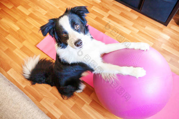 有趣的狗边境科利练习瑜伽课与室内体操球。在家里做瑜伽的小狗在粉色瑜伽垫上摆姿势。冷静放松的概念。在家做运动