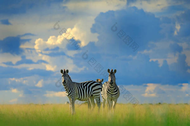 斑马与蓝色风暴天空。波比斑马, 马斑驴 burchellii, Nxai 泛国家公园, 博茨瓦纳, 非洲。在绿色草地上的野生动物。野生动物自然, 非洲野生动物园.