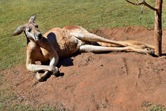  澳大利亚昆士兰州地面上躺着非常大的野生红袋鼠